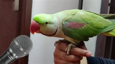 papagaio cantando